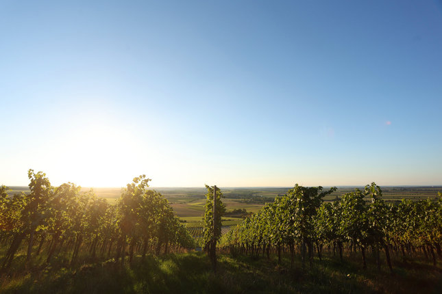 Weinbau