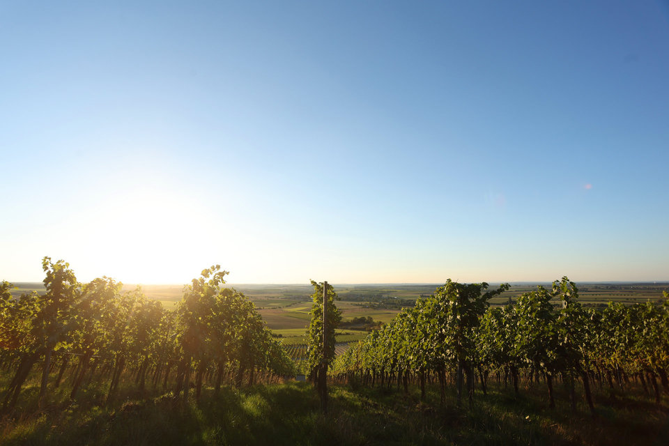 Weinbau