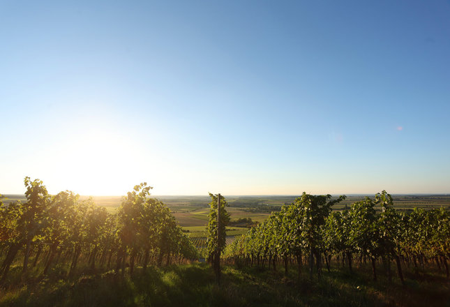 Weinbau
